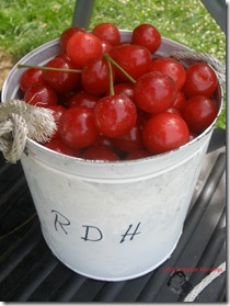 Sour cherry tree can