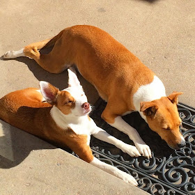 cute dogs in the sun