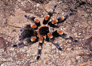 brachypelma smithi for sale, brachypelma smithi care, brachypelma smithi bite, brachypelma smithi size, brachypelma smithi female for sale, brachypelma smithi enclosure, brachypelma smithi spiderling care, brachypelma smithi spiderling, brachypelma smithi growth rate, brachypelma smithi sling care, brachypelma annitha and smith, brachypelma smithi arachnoboards, brachypelma smithi age, brachypelma smithi alter, brachypelma smithi allegro, brachypelma smithi arachnea, brachypelma smithi a vendre, brachypelma smithi allevamento, brachypelma smithi abzugeben, brachypelma smithi abdomen, brachypelma smithi breeding, brachypelma smithi breeding report, brachypelma smithi buy, brachypelma smithi behavior, brachypelma smithi burrow, brachypelma smithi biss, brachypelma smithi bodengrund, brachypelma smithi baby, brachypelma smithi brennhaare, brachypelma smithi classification, brachypelma smithi climbing, brachypelma smithi cena, brachypelma smithi chov, brachypelma smithi cuidados, brachypelma smithi cites, brachypelma smithi comprar, brachypelma-smithi-community, brachypelma smithi choroby, brachypelma smithi distribucion, brachypelma smithi dla początkujących, brachypelma smithi dokumenty, brachypelma smithi doku, brachypelma smithi klettert die scheiben hoch, brachypelma smithi füttern nach der häutung, brachypelma smithi nach der häutung, brachypelma smithi häutung dauer, brachypelma smithi hängt an der scheibe, brachypelma smithi liegt auf dem rücken, fiche d'elevage brachypelma smithi, prix d'une brachypelma smithi, brachypelma smithi eyes, brachypelma smithi egg sac, brachypelma smithi eladó, brachypelma smithi einrichtung, brachypelma smithi erde, brachypelma smithi escape, brachypelma smithi eating, brachypelma smithi eating mouse, brachypelma smithi not eating, brachypelma smithi for sale uk, brachypelma smithi for sale philippines, brachypelma smithi female, brachypelma smithi facts, brachypelma smithi for sale canada, brachypelma smithi forum, brachypelma smithi fiche, brachypelma smithi fütterung, brachypelma smithi growth, brachypelma smithi guide, brachypelma smithi geschlechtsbestimmung, brachypelma smithi giftig, brachypelma smithi gift, brachypelma smithi geschlecht, brachypelma smithi glatze, brachypelma smithi care guide, brachypelma smithi terrarium größe, brachypelma smithi humidity, brachypelma smithi habitat, brachypelma smithi handling, brachypelma smithi homeopathy, brachypelma smithi housing, brachypelma smithi haltung, brachypelma smithi häutung, brachypelma smithi hodowla, brachypelma smithi haltungsbedingungen, brachypelma smithi haltungsbericht, brachypelma smithi information, brachypelma smithi iucn, brachypelma smithi infos, brachypelma smithi inzerce, brachypelma smithi in die hand nehmen, brachypelma smithi isst nicht, brachypelma smithi informacje, brachypelma smithi ile żyje, brachypelma smithi ile wylinek, brachypelma smithi infoartropodos, brachypelma smithi juvenile, brachypelma smithi jad, brachypelma smithi jak hodować, brachypelma smithi jed, jual brachypelma smithi, brachypelma smithi nie chce jeść, brachypelma smithi jungtier, brachypelma smithi jak chovat, brachypelma smithi nie je, junge brachypelma smithi, brachypelma smithi kaufen, brachypelma smithi krmení, brachypelma smithi kopen, brachypelma smithi kupie, brachypelma smithi karmienie, brachypelma smithi mexican red knee tarantula, brachypelma smithi te koop, brachypelma smithi zu kalt, brachypelma smithi kokon, brachypelma smithi kaina, brachypelma smithi lifespan, brachypelma smithi luftfeuchtigkeit, brachypelma smithi l3, brachypelma smithi lebenserwartung, brachypelma smithi l4, brachypelma smithi l6, brachypelma smithi l2, brachypelma smithi l5, brachypelma smithi l7, brachypelma smithi l13, brachypelma smithi male lifespan, brachypelma smithi molting, brachypelma smithi male, brachypelma smithi mating, brachypelma smithi männchen, brachypelma smithi maintenance, brachypelma smithi muta, brachypelma smithi männchen lebenserwartung, brachypelma smithi muda, brachypelma smithi natural habitat, brachypelma smithi nahrung, brachypelma smithi na sprzedaż, brachypelma smithi na predaj, brachypelma smithi bewegt sich nicht, brachypelma smithi no come, brachypelma smithi netz, brachypelma smithi nachweis, brachypelma smithi opis, brachypelma smithi online kaufen, brachypelma smithi opis gatunku, brachypelma smithi online shop, brachypelma smithi online bestellen, brachypelma smithi male or female, brachypelma smithi 1 year old, brachypelma smithi wie oft füttern, brachypelma smithi fütterung wie oft, brachypelma smithi oder grammostola rosea, wszystko o brachypelma smithi, brachypelma smithi price, brachypelma smithi poison, brachypelma smithi premolt, brachypelma smithi pet, brachypelma smithi photos, brachypelma smithi pronunciation, brachypelma smithi preis, brachypelma smithi prodej, brachypelma smithi predaj, brachypelma smithi pflanzen, brachypelma smithi red knee tarantula, brachypelma smithi reifehäutung, brachypelma smithi rozpoznawanie płci, brachypelma smithi reproduction, brachypelma smithi riproduzione, brachypelma smithi reproduccion, brachypelma smithi bite report, brachypelma smithi substrate, brachypelma smithi sling care sheet, brachypelma smithi sale, brachypelma smithi spiderlings for sale, brachypelma smithi sling premolt, brachypelma smithi salg, brachypelma smithi tarantula, brachypelma smithi terrarium, brachypelma smithi temperament, brachypelma smithi temperature, brachypelma smithi tarantula care sheet, brachypelma smithi taxonomy, brachypelma smithi terrarium einrichtung, brachypelma smithi tartása, brachypelma smithi urticating hairs, brachypelma smithi unboxing, brachypelma smithi unterschied männchen weibchen, brachypelma smithi uk, brachypelma smithi umsetzen, brachypelma smithi ukąszenie, brachypelma smithi venom, brachypelma smithi video, brachypelma smithi verhalten, brachypelma smithi verzorging, brachypelma smithi vs mouse, brachypelma smithi veneno, brachypelma smithi venda, brachypelma smithi vedlés, brachypelma smithi veleno, brachypelma smithi vogelspinne, brachypelma smithi wikipets, brachypelma smithi weight, brachypelma smithi web, brachypelma smithi wikipedia, brachypelma smithi wachstum, brachypelma smithi weibchen, brachypelma smithi wallpaper, brachypelma smithi wie alt, brachypelma smithi wien, brachypelma boehmei x smithi, brachypelma smithi x boehmei, brachypelma smithi x brachypelma boehmei, brachypelma smithi youtube, brachypelma smithi züchter, brachypelma smithi zvliekanie, brachypelma smithi zu verkaufen, brachypelma smithi zahm, brachypelma smithi zu dünn, brachypelma smithi züchten, brachypelma smithi gräbt haus zu, brachypelma smithi bei zimmertemperatur, brachypelma smithi 0.1 kaufen, brachypelma smithi 1 cm, brachypelma smithi 1.0, brachypelma smithi sprzedam 2013, brachypelma smithi 2013, brachypelma smithi 2 cm, brachypelma smithi sprzedam 2014, brachypelma smithi sprzedam 2012, brachypelma smithi 3 cm, brachypelma smithi 3 fh, brachypelma smithi 3dc, brachypelma smithi l2/3, brachypelma smithi 4 jahre alt, brachypelma smithi 5 svlek, brachypelma smithi 8 svlek,