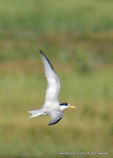 Least Tern Diving