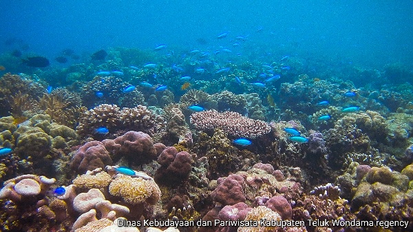 coral reef and fishes in Cape Duari of Teluk Wondama regency