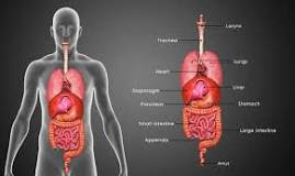 Organ Tubuh Luar dan Dalam