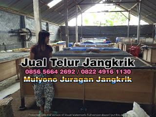 Harga Jual Telur Jangkrik Super Tujuan Lumajang Jawa Timur 085656642692