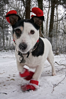 Jack russell terrier dog walking in very cold snowfall season