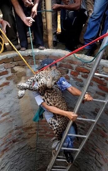 INDIA WILDLIFE LEOPARD WELL
