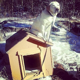 Cute dogs - part 6 (50 pics), dog sits on the roof of his dog house