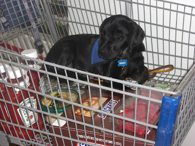 Picture of Rudy when we first got him.  He's in coat riding in a buggy inside Wal-Mart