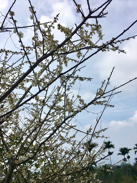 plum blossom, meiling scenic area, tainan, taiwan