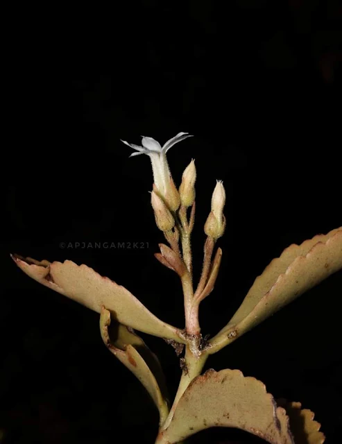 Kalanchoe olivacea Endemic to Western Ghats Crassulaceae Kolhapur,Maharashtra India