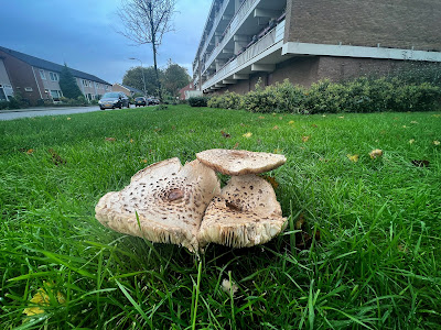 Grote zwammen op grasveld voor lage flat