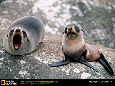 Cute Seal Seen On www.coolpicturegallery.us