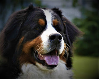 Bernese Mountain Dog   History The Bernese mountain is one of the very ancient breeds of dogs, which is estimated to be about 2000 years old. This breed belongs to a group of four breeds that have evolved side-by-side in the Swiss Alps, it is appenzeller zennenhund, Entlebucher zennenhund, a large Swiss mountain dog, and - Bernese mountain zennenhund.   All four breeds originated from the crossbreeding of the molasses and mastiffs brought with them by the Romans when they invaded The alps about 2,000 years ago, with universal dogs. They were used in various agricultural needs, in the protection and grazing of livestock. They were harnessed in small carts, hunted, and attacked by mountain tribes.  In the future, developed four breeds that have a similar appearance, but still have quite a lot of distinctive features. For many hundreds of years, the Bernese mountain was a loyal friend and helper to the man. At the end of the 19th century, the number of farms in Switzerland decreased significantly, from 55% to 35%, which meant that the need for these dogs decreased.  However, in the late 18th century and early 19th, many dogs enthusiasts took care of preserving the existing population of local dogs, as their numbers were decreasing. The club for dog owners called "Berna" was founded in 1899, primarily included the owners of 4 local breeds mentioned above.  In 1902, an exhibition was held in the city of Ostermundigen, which was sponsored by the club. The exhibition drew attention to local breed breeders from all over the world. In 1904, at the International Dog Show in Bern, the club sponsored a class of Swiss sheepdogs - it was also referred to as the Bernese mountain. In the same year, the breed received the official status of the Swiss Kennel Club.  Characteristics of the breed popularity                                                           08/10  training                                                                07/10  size                                                                        07/10  mind                                                                     07/10  protection                                                          06/10  Relationships with children                         08/10  Dexterity                                                             05/10     Breed information country  Switzerland  lifetime  11-14 years old  height  Males: 64-70 cm Bitches: 58-66 cm  weight  Males: 38-50 kg Suki: 36-48 kg  Longwool  long-haired  Color  tricolor (black with red tans and white marks)  price  600 - 1400 $     https://petdogi.blogspot.com/  https://petdogi.blogspot.com/  https://petdogi.blogspot.com/  Description The breed of the Bernese mountain is a large-sized dog with a lot of wool. The color is black with brown and white inlays. The physique is muscular, the chest is wide, the muzzle is elongated, the ears are medium-sized, hanging on the sides of the head. The tail is fluffy, long, not cupped.     Personality The Bernese mountain is a big, kind dog that pours into his family with all her heart. These dogs are very loyal, and try to help their owners in everything. Sometimes this is because the dog just wants to be near you because in many things it cannot help simply because it is a dog.  However, obviously, the genetic memory of previous generations, when the Bernese mountain was the first assistant of the Swiss villager, is made to be felt. The Bernese mountain can be used in different roles - as a watchdog, as a simple companion and friend to the whole family, in addition, it treats children perfectly and can sometimes replace you with a babysitter. Although, if the child is too small, remember that the Bernese mountain has a large size and can accidentally knock the child off his feet.  Always will be on the defense of the family, strangers are perceived normally. Other pets are normal, but it is better to be friends with cats at an early age. Keep in mind that these dogs like to bark and howl, especially if they live in a private house with their own yard. Therefore, in the process of education pay great attention to the cancellation teams, so that you can silence your dog at the right time.  The dog of the Bernese mountain breed needs activity, training and in general - physical activity, as they have a fairly high level of energy and a strong body. They are shy because they need early socialization. Very smart, perfectly understand the owner and the mood in the family.     Teaching Bernese mountain loves different workouts, and even feels an inner need for them. Usually, with the training of this breed of problems do not arise, as they genetically have obedience, curiosity, and good memory. These dogs can be trained by different teams - it all depends on the desire of the owner.  You can start with simple commands and gradually move on to more complex ones. Be sure to combine training with exercise, using different types of physical activity. Since the dog has been used as a universal dog for many centuries, it has a penchant for different applications, and therefore, what your pet will become depends only on you.     Care The Bern mountain dog has long hair, sheds, and needs careful combing twice a week. The claws need to be trimmed about once a week or a little less often. Eyes are cleaned every day or if necessary, ears need to be cleaned once or twice a week. Buy a dog 1-2 times a week.     Common Diseases Since the breed has developed for a long time in limited conditions with a small number of individuals and there was inbreeding, the Bernese mountain has a low life expectancy (about 8 years) and a number of health problems. namely:  various forms of cancer - according to the latest research are quite common among Bernese mountains; elbow dysplasia; progressive retinal atrophy; Portosystemic shunt; von Willebrand's disease is a blood disorder that affects the clotting process; Prostate; gastric torsion (in the people - the turn of the intestines).
