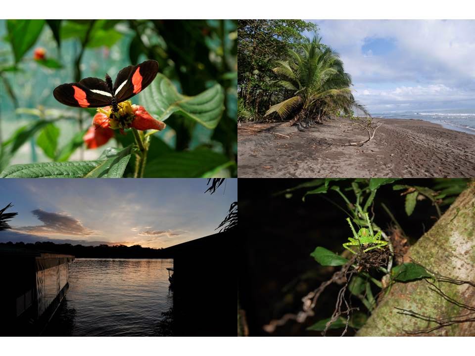 http://www.alautentico.com/index.php/de/touren/202-tortuguero