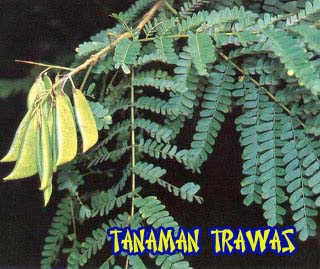 Tanaman Trawas