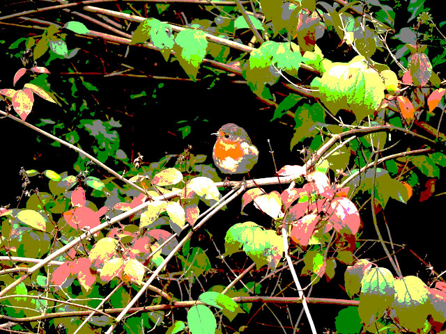 Cheeky Robin in my garden