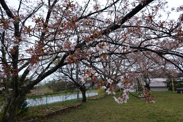 鳥取県西伯郡伯耆町小林 桜公園