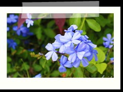 blue flowers in Oslob's Cuartel