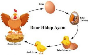  DAUR  HIDUP  HEWAN  PEMBELAJARAN SEKOLAH DASAR