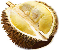 Buah Durian dan Manfaatnya Bagi Kesehatan Buah Durian dan Manfaatnya Bagi Kesehatan