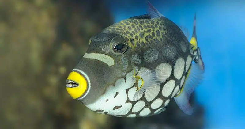 Top 10 Rarest Fish in the World