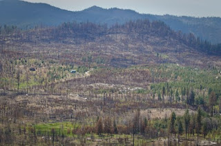 Burned trees on the hills