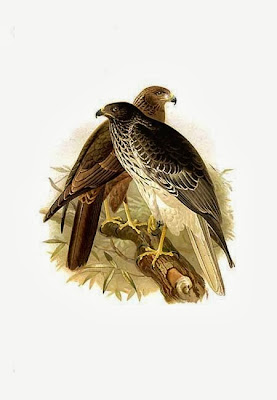 Aguilucho de Reunión Circus maillardi