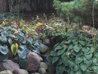 Ferns in September