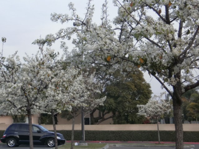 アメリカにずっと住む つもり 街路樹 Pear Tree 春を告げる梨の花