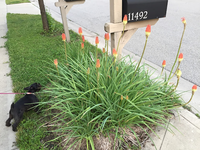 Kniphofia Red Hot Poker