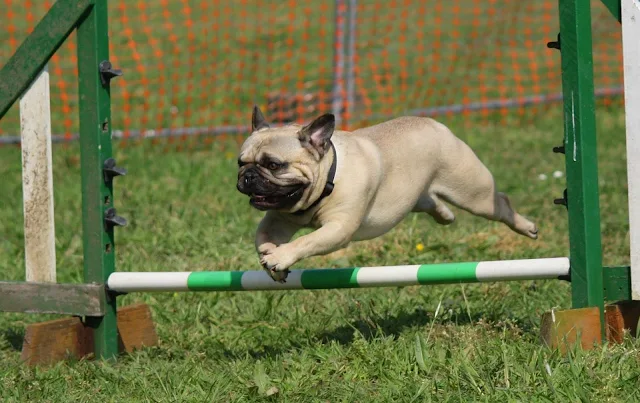 Pug| Information about the pug dog breed and photos