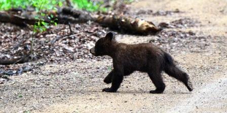 Tiny bear cubs have the world's cutest wrestling match