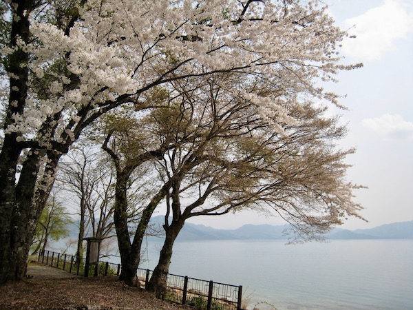 田沢湖岸の桜