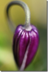Klematis 005