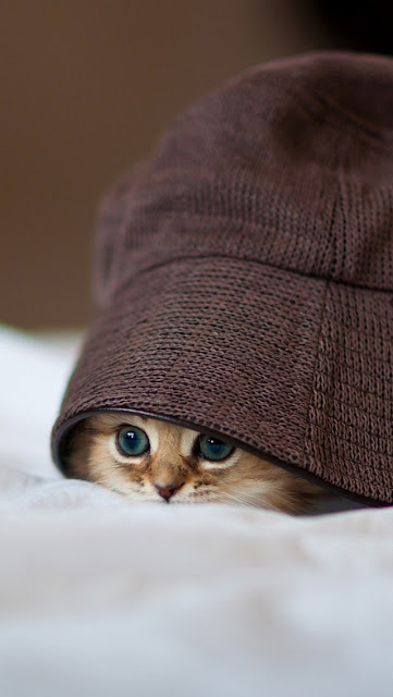 Cutest little kitty hiding under hat