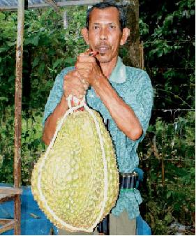  DURIAN  seri buah  buahan makanan orangutan 