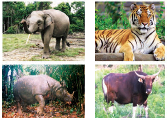 Persebaran fauna di indonesia bagian barat tengah dan timur