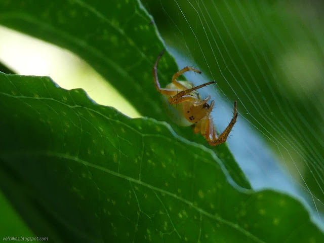 bright yellow spider