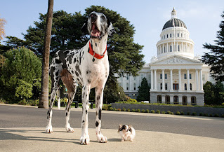 El perro más alto del planeta se llama Gibson