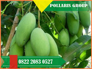 Jenis Mangga Yang Paling Cepat Berbuah,Bibit Mangga Mahatir,Tabulampot Mangga Mahatir,Bibit Mangga Alpukat,Bibit Mangga Alpukat Pasuruan,Bibit Mangga Alpukat Jogja,Bibit Mangga Apel,Bibit Mangga Agrimania,Bibit Mangga Arum Manis,Bibit Mangga Alpukat Malang