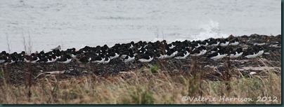 5-oystercatchers