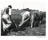 Fotografía de un hombre arando