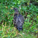 Album weergeven