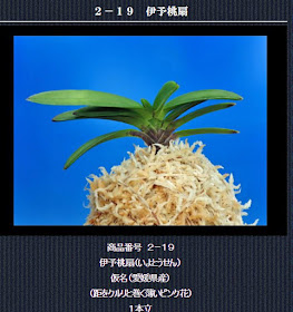  http://www.fuuran.jp/2-19html