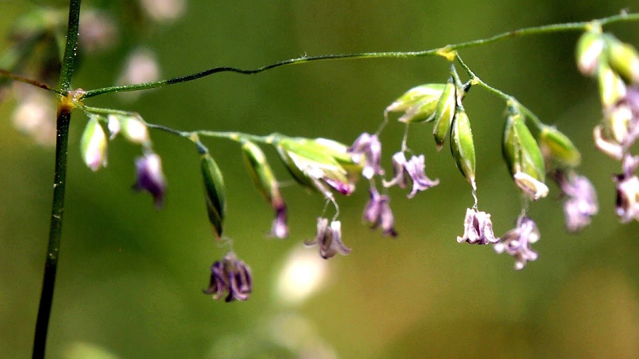 Scientific Name For Kentucky Bluegrass