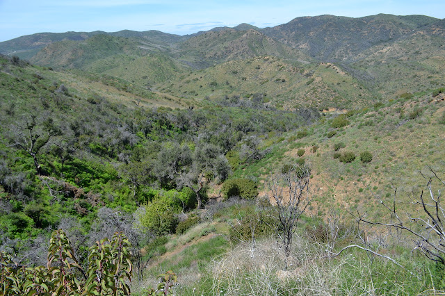 switchbacks and regrowing oaks