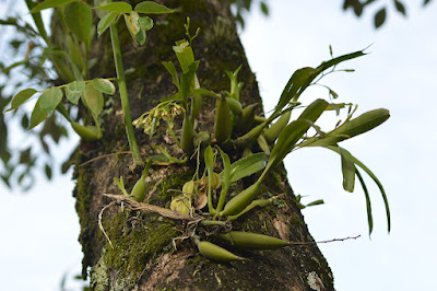 Prosthechea livida - Bluish Prosthechea care