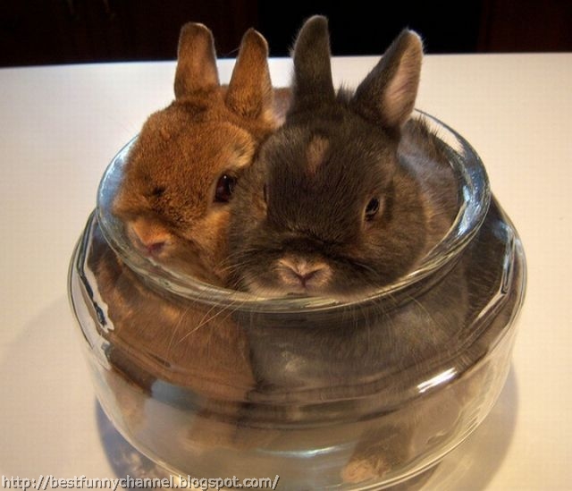 Two funny bunnies.