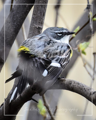 Yellow-rumped Warbler. Copyright © Shelley Banks; all rights reserved. 