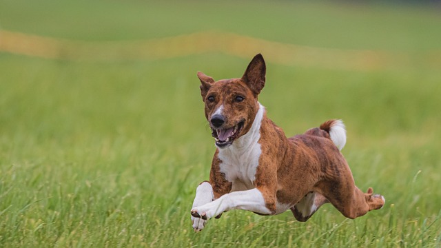 dog happy healthy