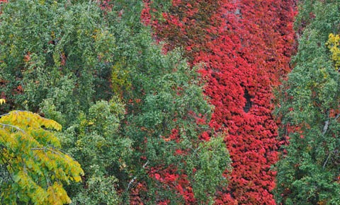 Fall Tribunal wall480